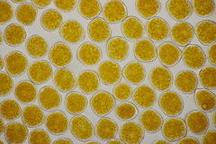 Triphragmium ulmariae