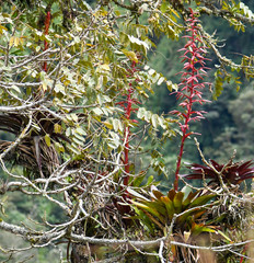 Tillandsia tovarensis