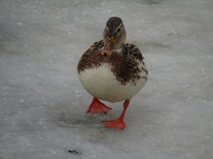 Anas platyrhynchos domesticus