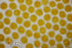 Triphragmium ulmariae