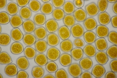 Triphragmium ulmariae