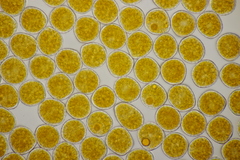 Triphragmium ulmariae