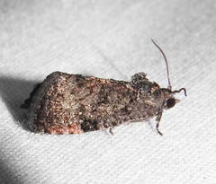 Gymnandrosoma punctidiscanum