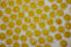 Triphragmium ulmariae