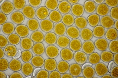 Triphragmium ulmariae