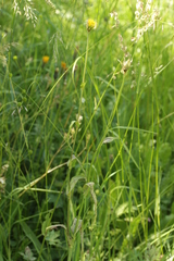 Puccinia hysterium