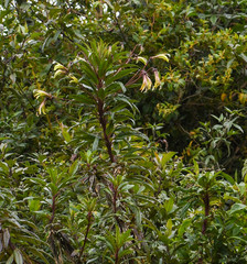 Siphocampylus lucidus