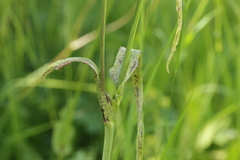 Puccinia hysterium