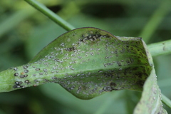 Puccinia hysterium
