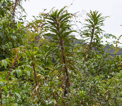 Siphocampylus lucidus