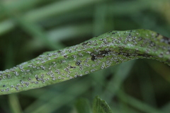 Puccinia hysterium