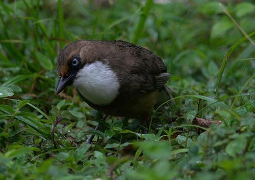 White-throated Laughingthrush (Pterorhinus albogularis), photo 8