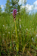 Dactylorhiza incarnata