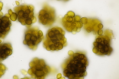 Urocystis primulae