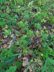 Ranunculus constantinopolitanus