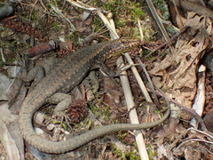 Darevskia rudis bischoffi