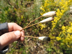 Papaver dubium stevenianum