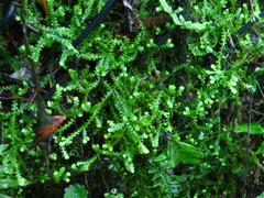 Selaginella douglasii