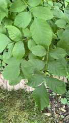 Fraxinus