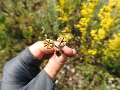 Papaver dubium stevenianum