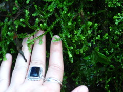 Selaginella douglasii