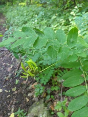 Astragalus glycyphylloides