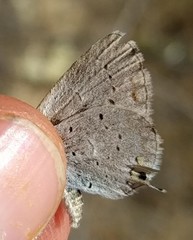 Cupido amyntula