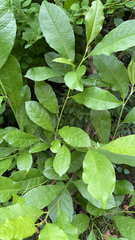 Magnoliopsida