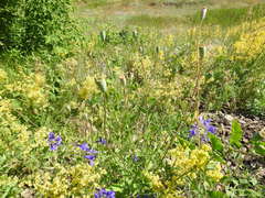 Papaver dubium stevenianum