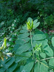Astragalus glycyphylloides
