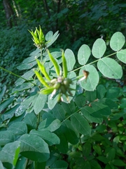 Astragalus glycyphylloides