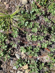 Arctostaphylos nevadensis