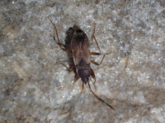 Togodolentus wrighti