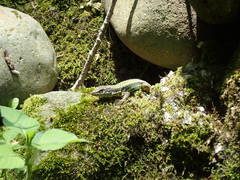 Darevskia rudis bischoffi