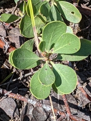 Arctostaphylos nevadensis