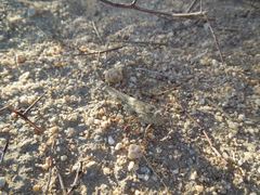 Cibolacris parviceps