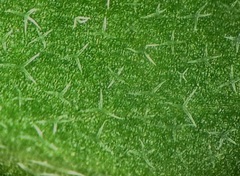 Erysimum hieraciifolium