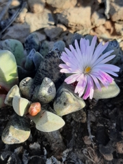 Cerochlamys pachyphylla