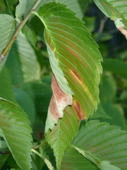 Xylella fastidiosa