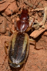 Cymindis lineola