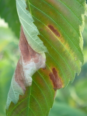 Xylella fastidiosa