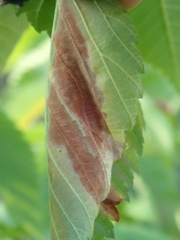 Xylella fastidiosa
