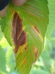 Xylella fastidiosa