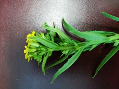 Erysimum hieraciifolium