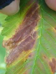 Xylella fastidiosa
