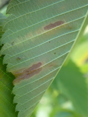 Xylella fastidiosa