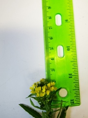 Erysimum hieraciifolium