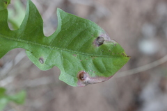 Puccinia dioicae silvatica
