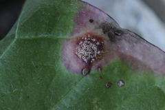 Puccinia dioicae silvatica