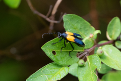 Desmocerus palliatus